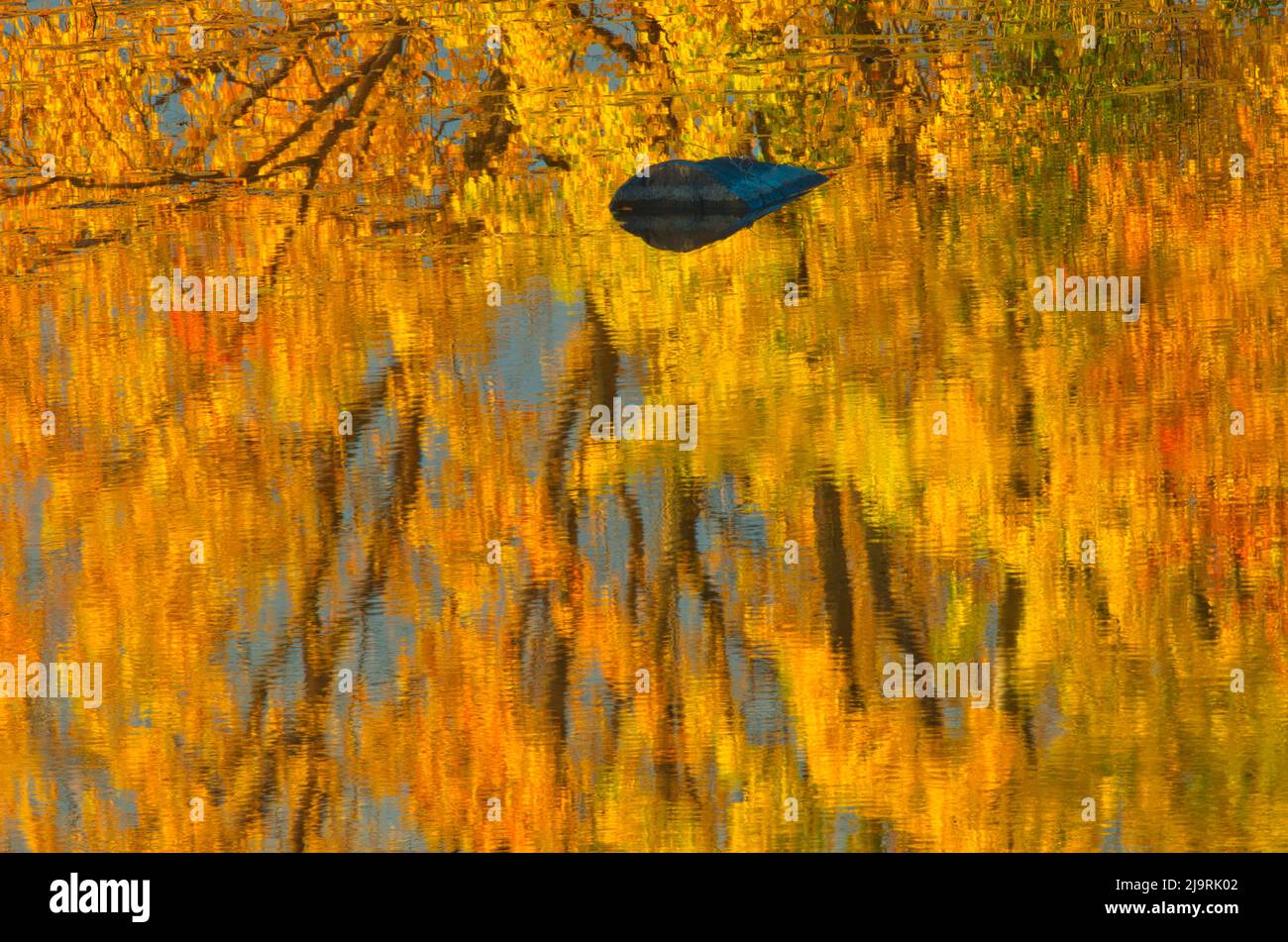 Canada, Ontario, Whitefish. Golden Sunrise Tree riflessioni sul fiume Vermilion. Foto Stock