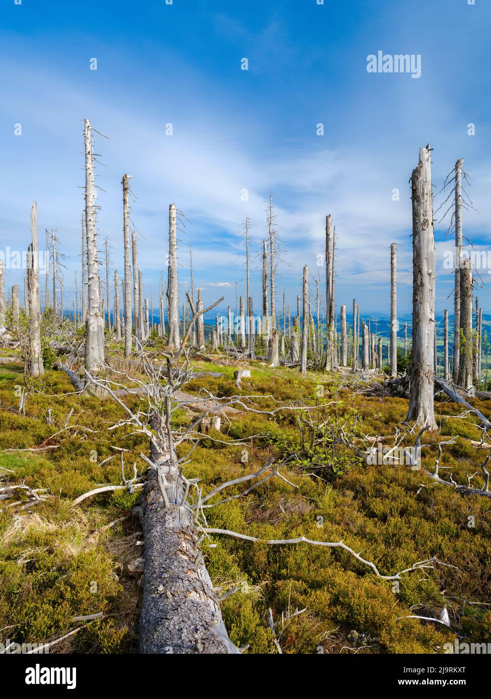 Monte Dreisesselberg. Successione ecologica. Detriti legnosi grossolani dell'ex monocultura distrutti da coleotteri di corteccia. Futura foresta primordiale in Baviera Foto Stock