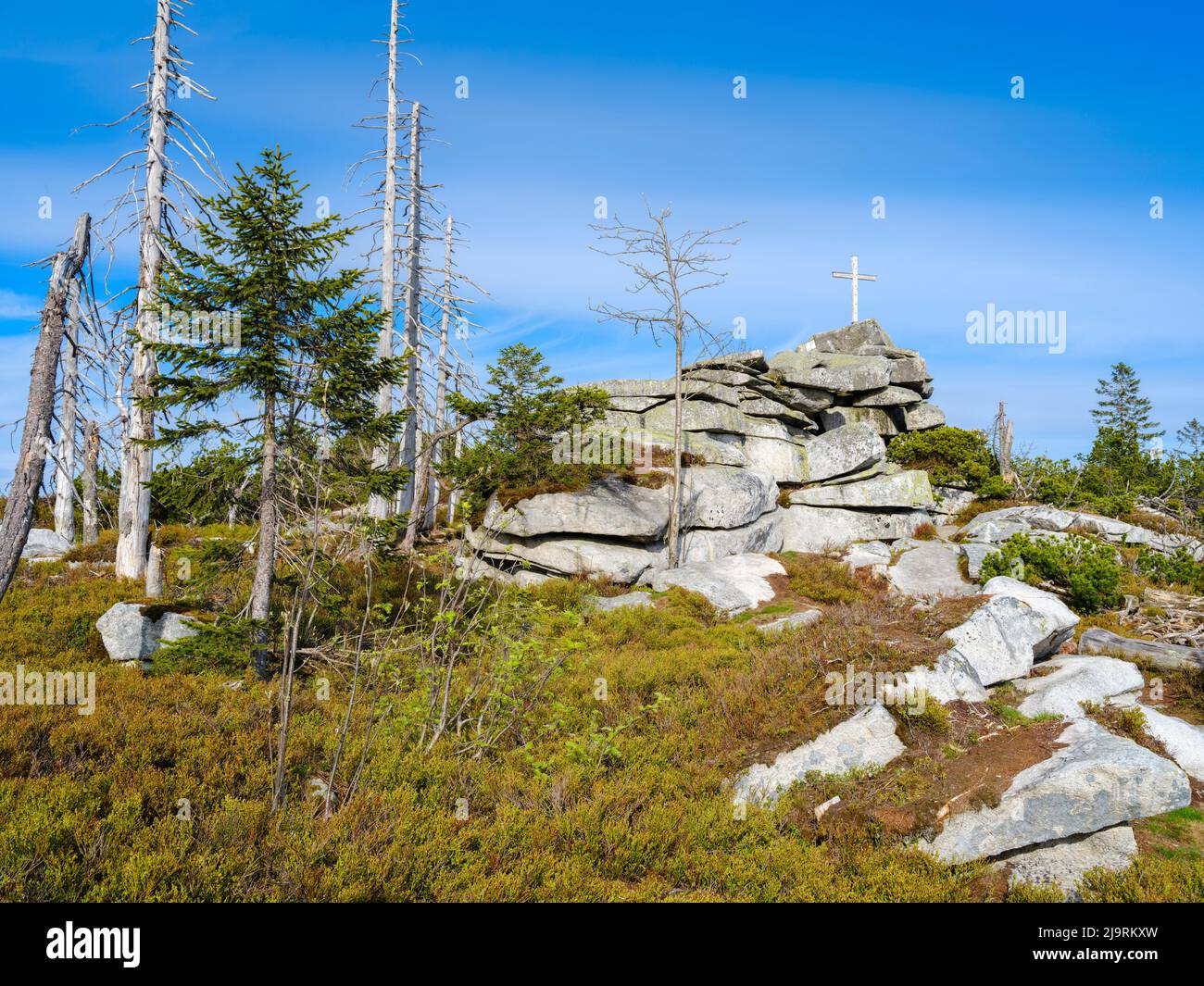 Monte Bayerischer Plockenstein vicino a Dreisesselberg. Successione ecologica. Detriti legnosi grossolani dell'ex monocultura distrutti da coleotteri di corteccia. Futuro Foto Stock