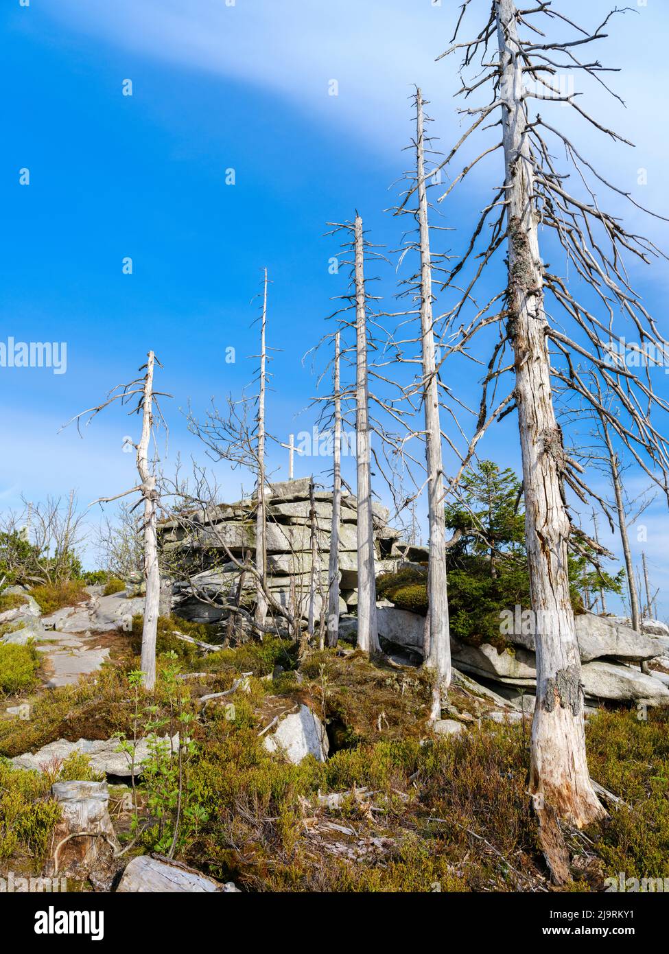 Monte Bayerischer Plockenstein vicino a Dreisesselberg. Successione ecologica. Detriti legnosi grossolani dell'ex monocultura distrutti da coleotteri di corteccia. Futuro Foto Stock
