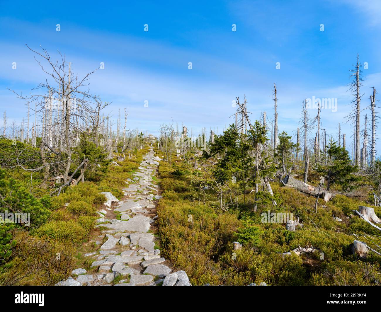 Monte Bayerischer Plockenstein vicino a Dreisesselberg. Successione ecologica. Detriti legnosi grossolani dell'ex monocultura distrutti da coleotteri di corteccia. Futuro Foto Stock