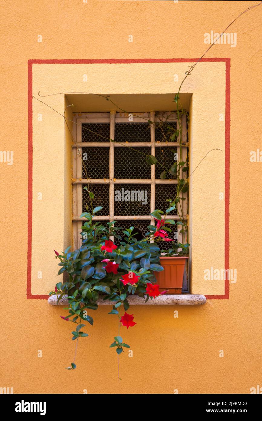 Italia, Toscana, Montepulciano. Pianta in vaso su un davanzale nella cittadina collinare di Montepulciano. Foto Stock