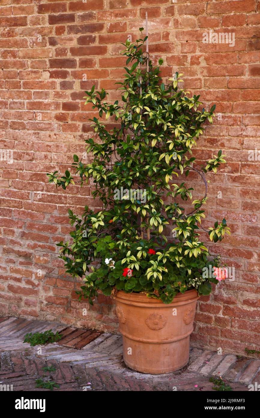 Italia, Toscana. Piante all'interno dell'Abbazia di Monte Oliveto maggiore, uno dei monasteri rurali della Toscana. Foto Stock