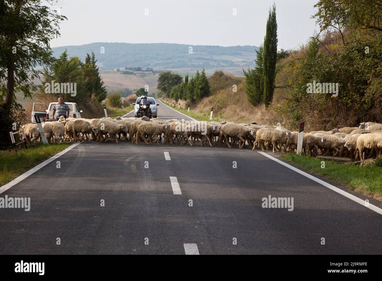 Italia, Toscana. Mandria di pecore che attraversa una strada rurale con contadino in Toscana. Foto Stock