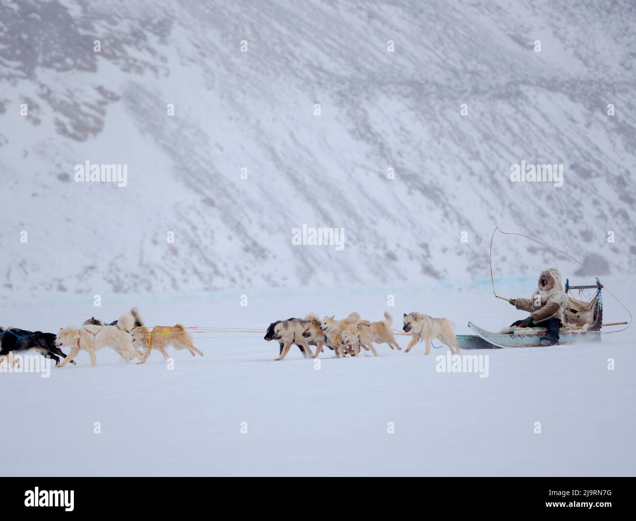 Inuit musher indossando abiti in pelliccia tradizionale su una slitta di cane con cani Groenlandia su ghiaccio marino durante l'inverno vicino Uummannaq nel nord-ovest Groenlandia bey Foto Stock