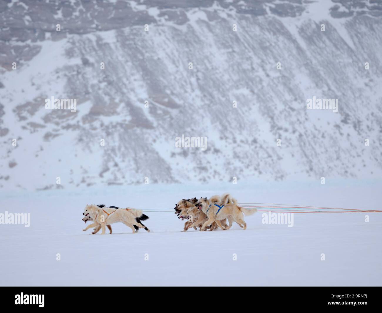 Groenlandia Dogs sul ghiaccio marino durante l'inverno vicino Uummannaq nella Groenlandia nord-occidentale oltre il Circolo polare Artico. Groenlandia, territorio danese Foto Stock