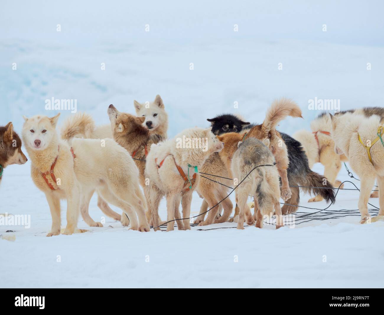 Imbrattando i cani da slitta. Groenlandia Dogs sul ghiaccio marino durante l'inverno vicino Uummannaq nella Groenlandia nord-occidentale oltre il Circolo polare Artico. Groenlandia, Danis Foto Stock