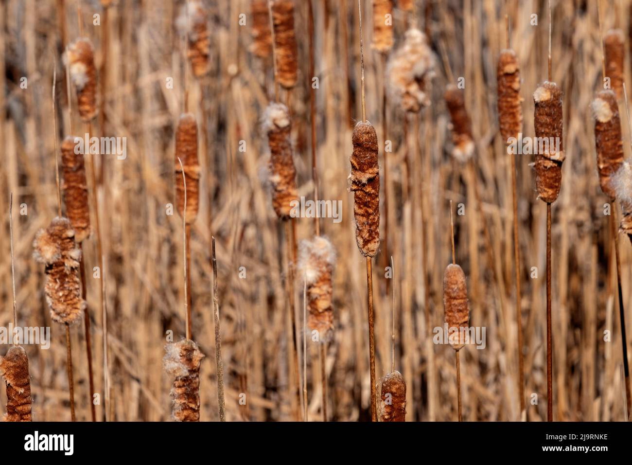 Cattails comuni Foto Stock