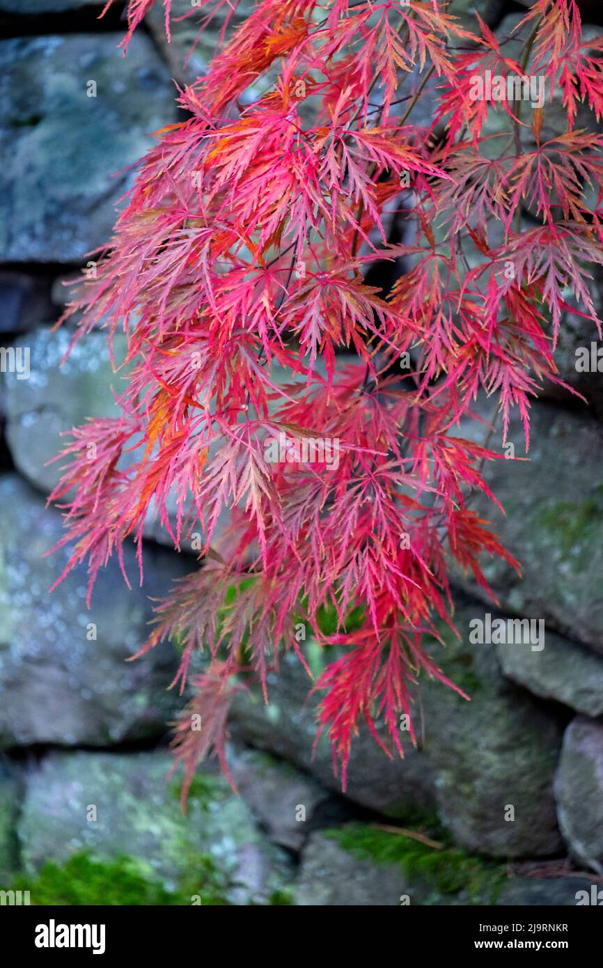 Dettagli albero di acero giapponese, New England Foto Stock