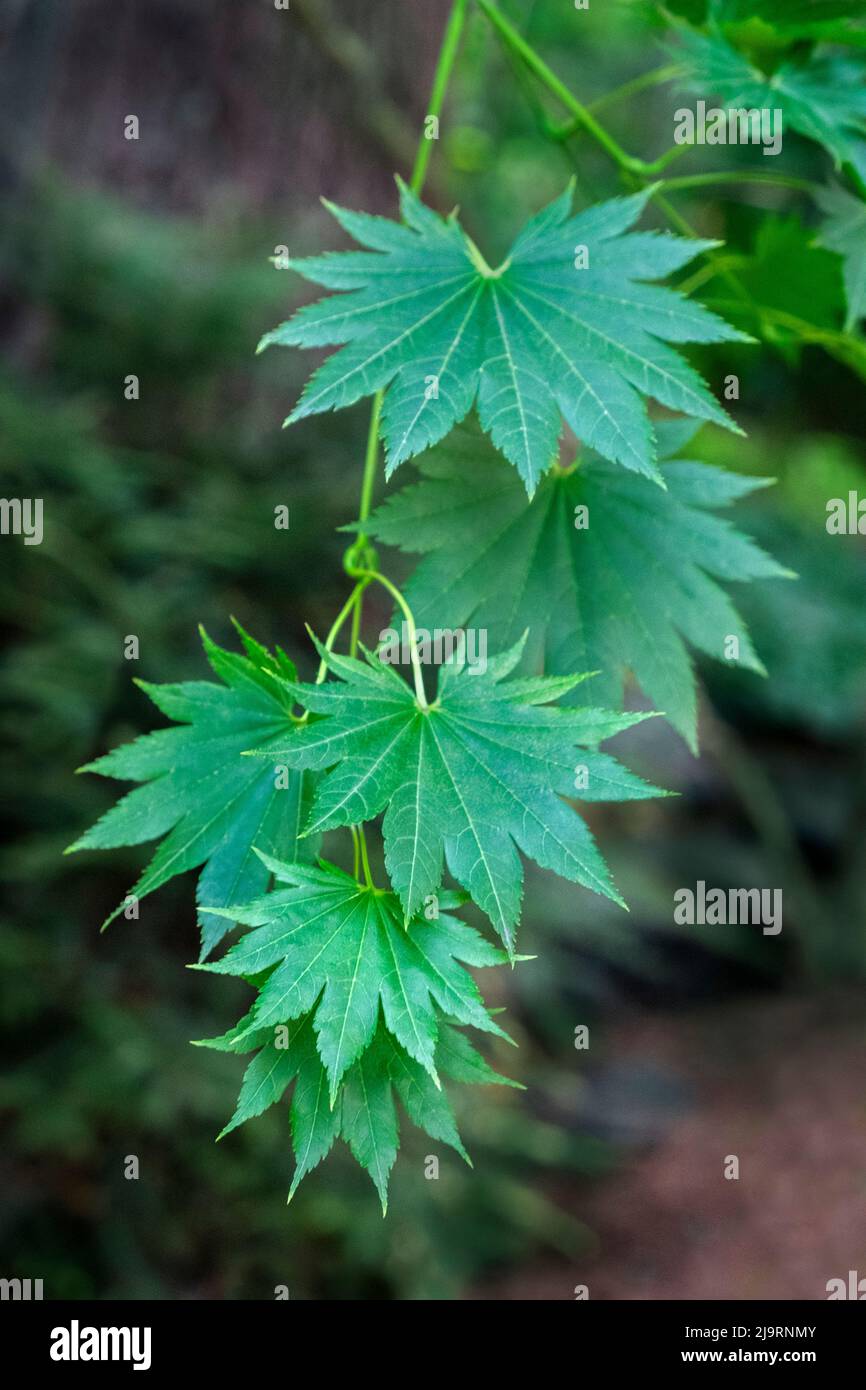 Giapponese di foglie di acero Foto Stock