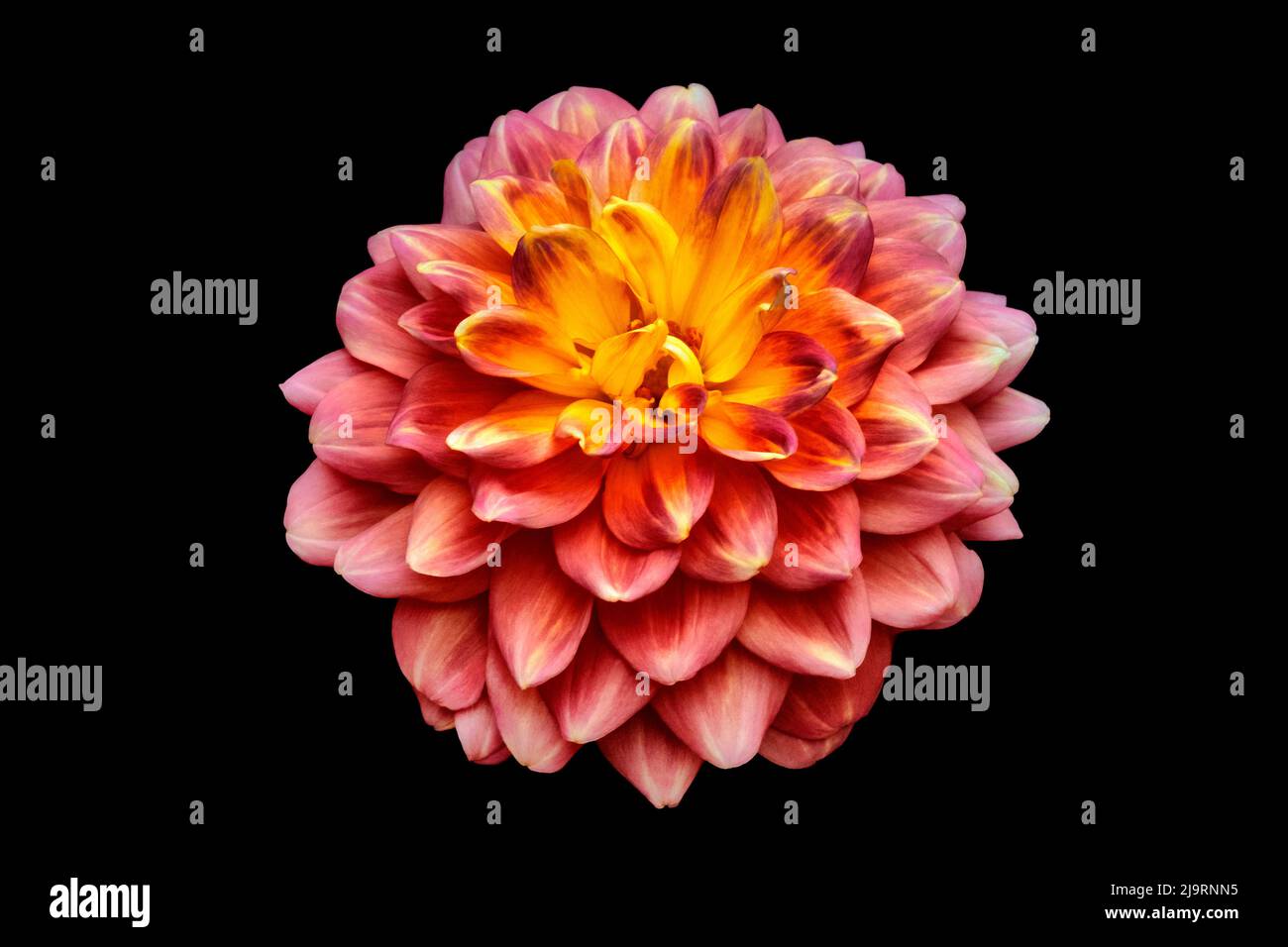Dahlia in fiore Foto Stock