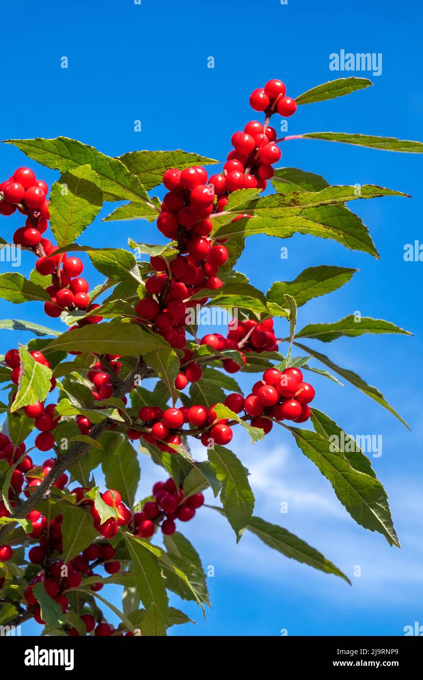 Comune winterberry Foto Stock