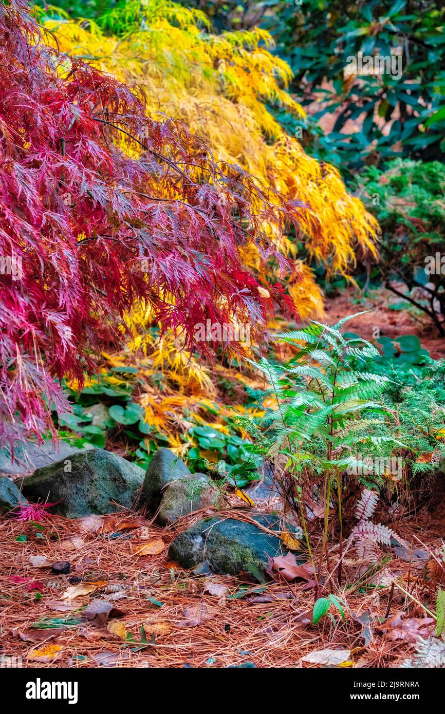 Albero di acero giapponese in autunno, New England Foto Stock