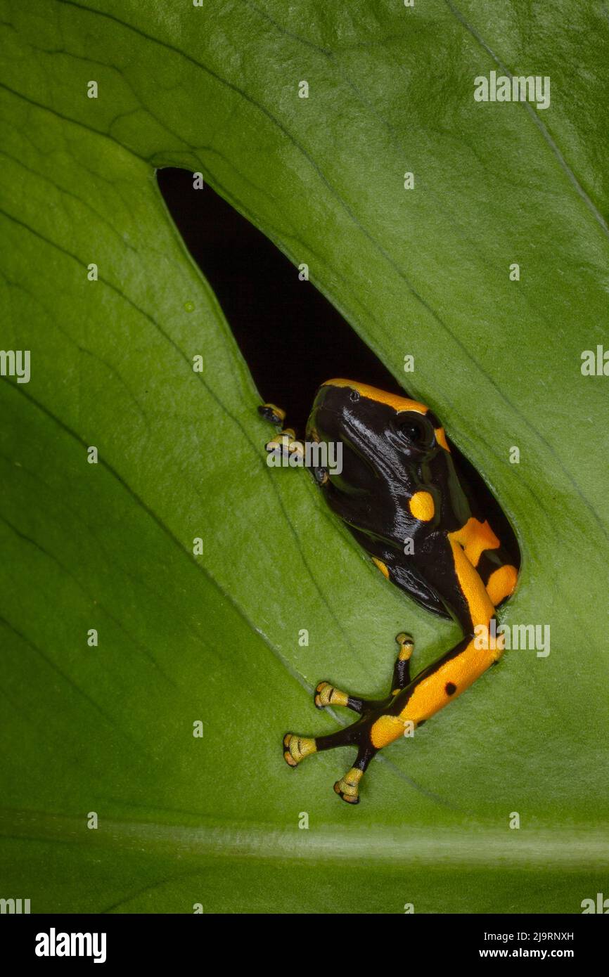 Giallo-nastrare poison dart frog Foto Stock