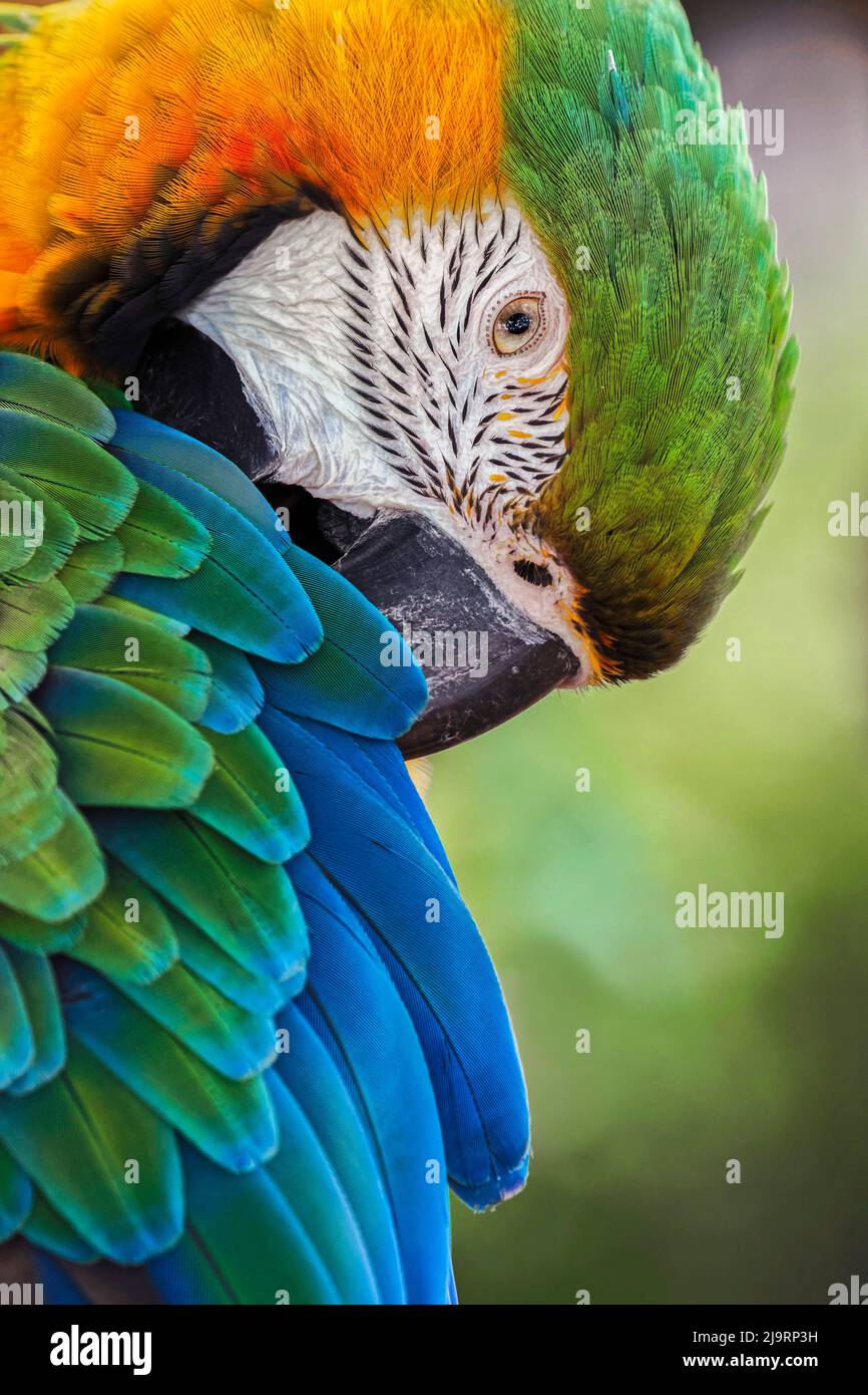 Blu e Oro macaw Foto Stock