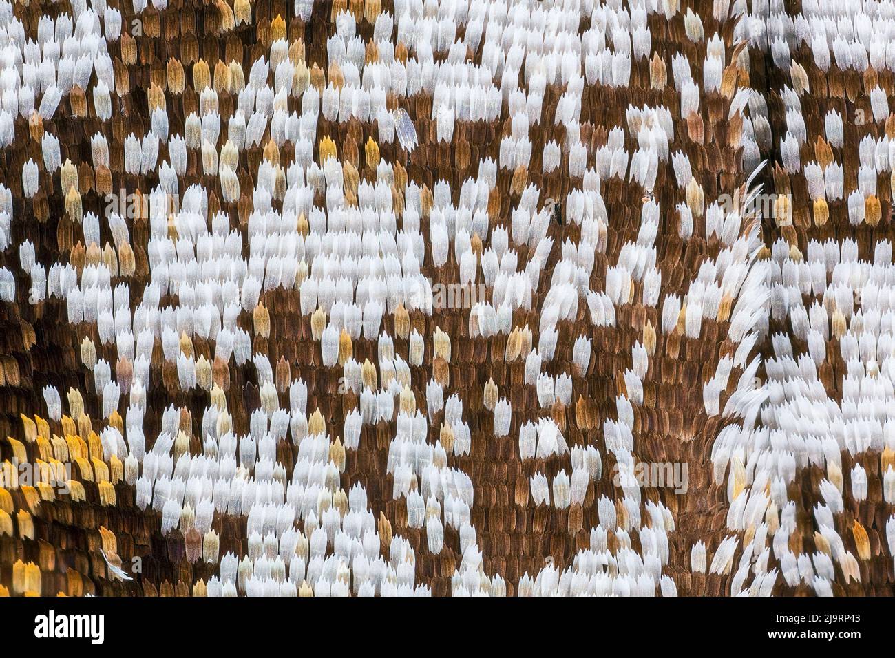 Scale ad ala di farfalla ad alto ingrandimento. Foto Stock Scale ad ala di farfalla ad alto ingrandimento. Foto Stock