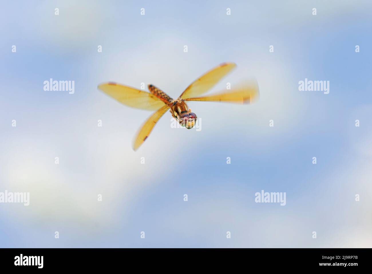 Meadowhawk con alare in volo Foto Stock