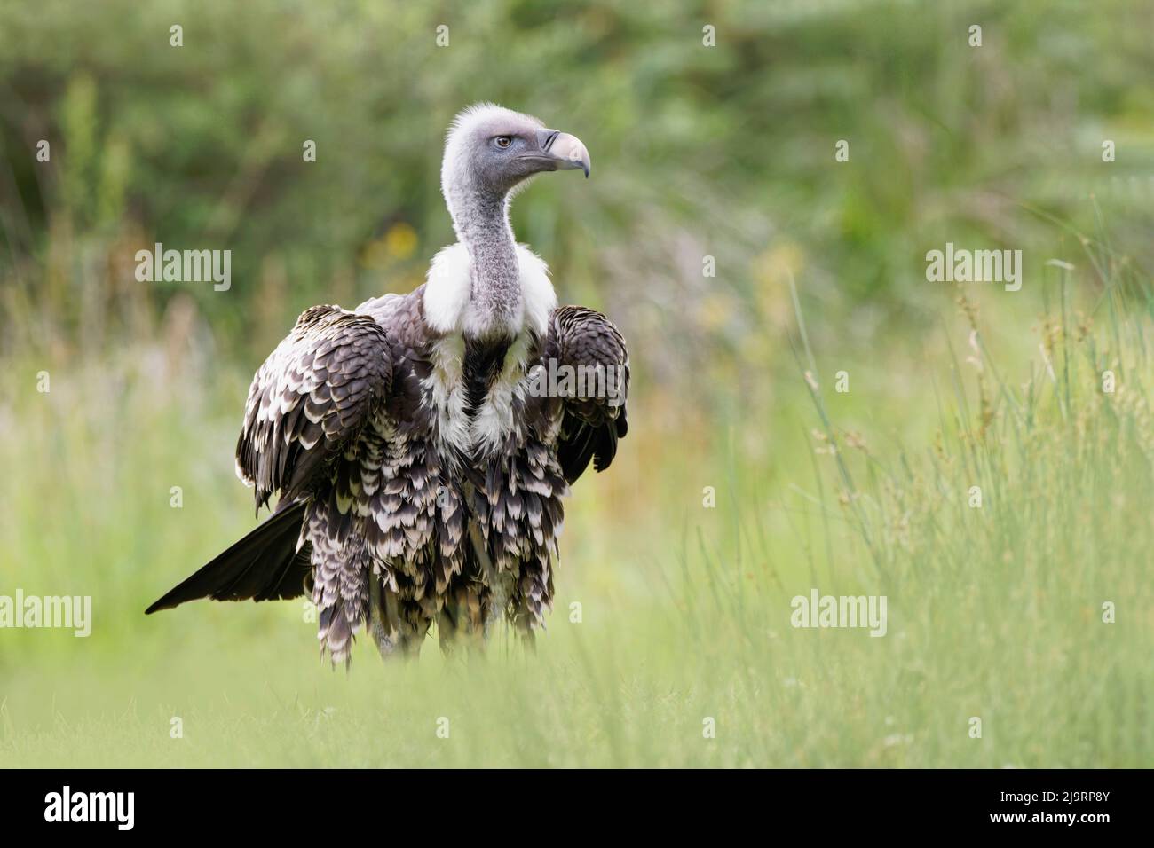 Il griffon di ruppel, specie criticamente minacciate Foto Stock