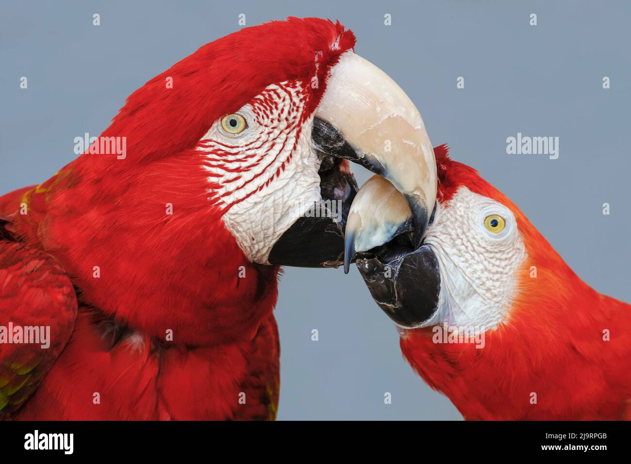 Macaws rosso e verde, Macaw ad alette verdi Foto Stock