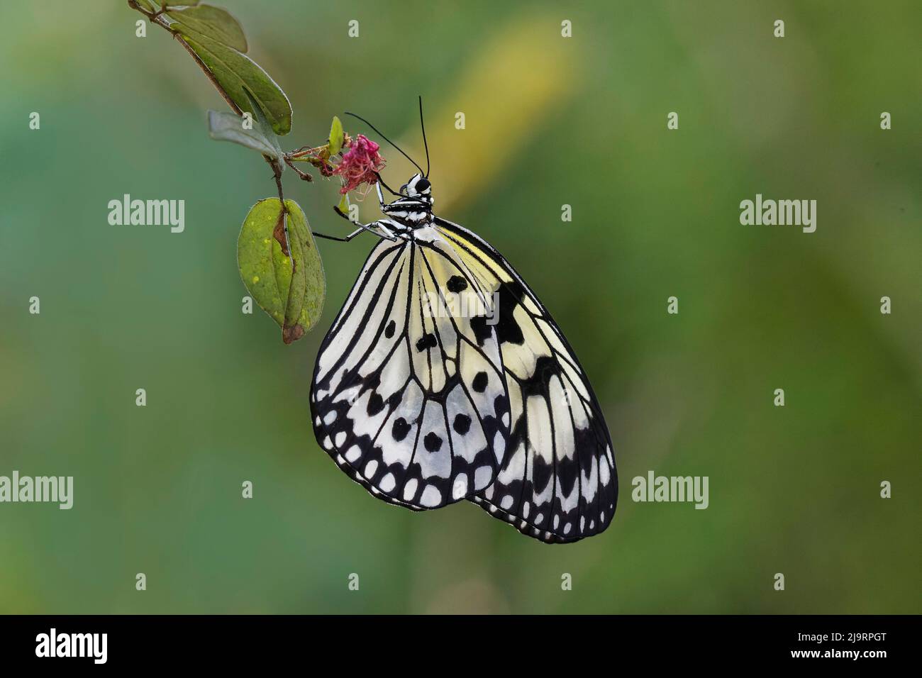 Aquilone di carta o farfalla di ninfa di albero grande Foto Stock