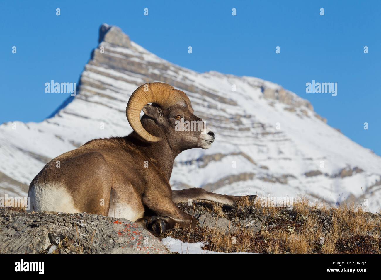 Montone roccioso di pecora di bighorn, che riposa nel paese alpino Foto Stock