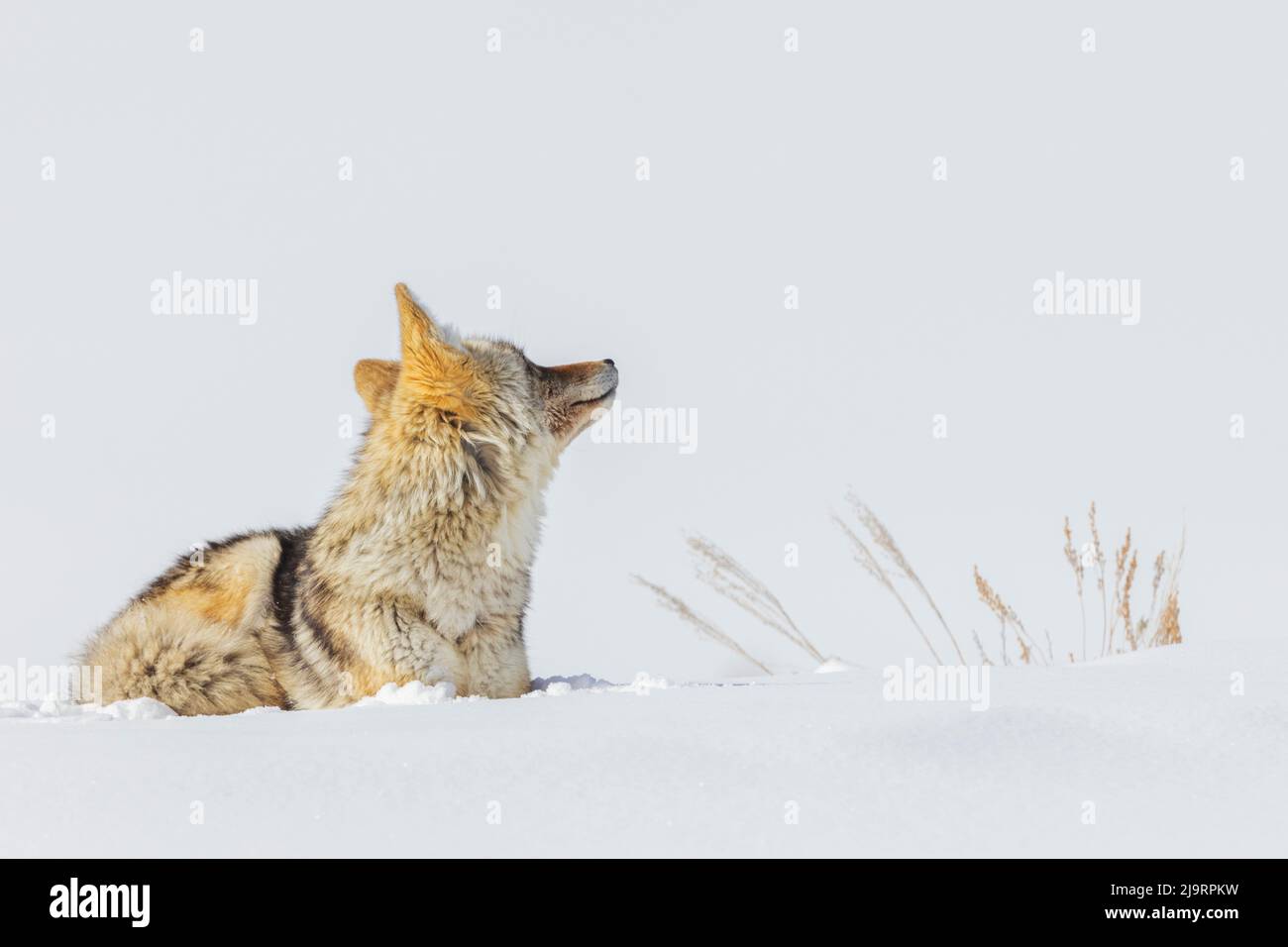 Coyote, riposo invernale Foto Stock