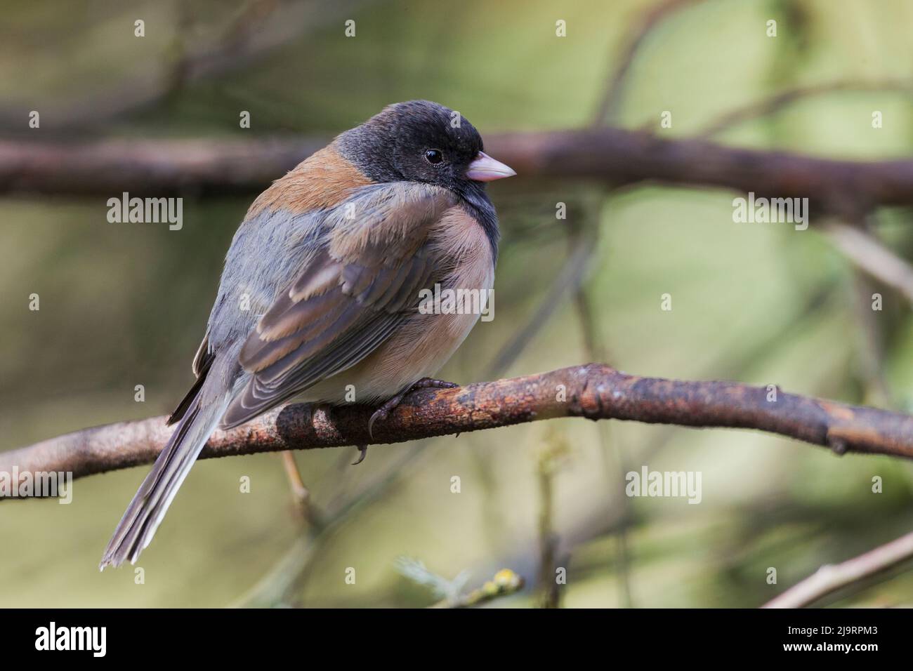 Junco occhiscuri Foto Stock