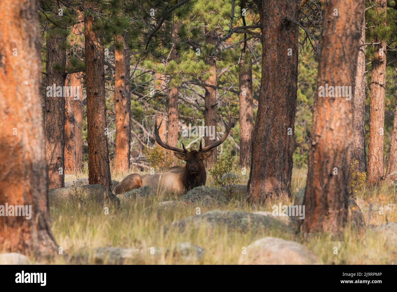 Alce di toro che riposa nella pineta di ponderosa Foto Stock