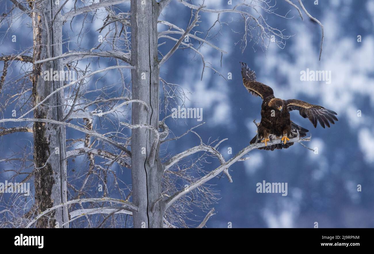 Aquila d'oro. Prepararsi a prendere il volo Foto Stock