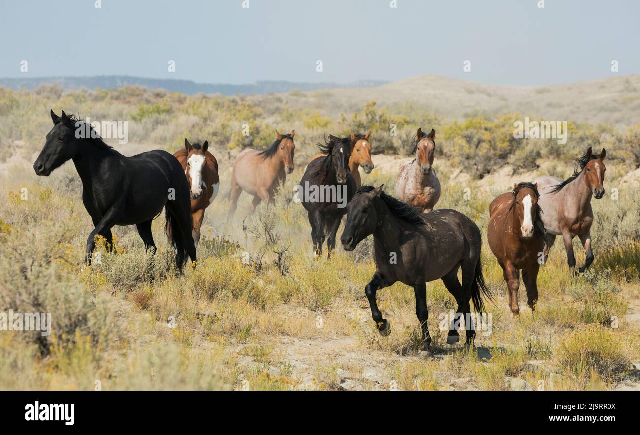Cavalli selvaggi che si avvicinano al waterhole Foto Stock