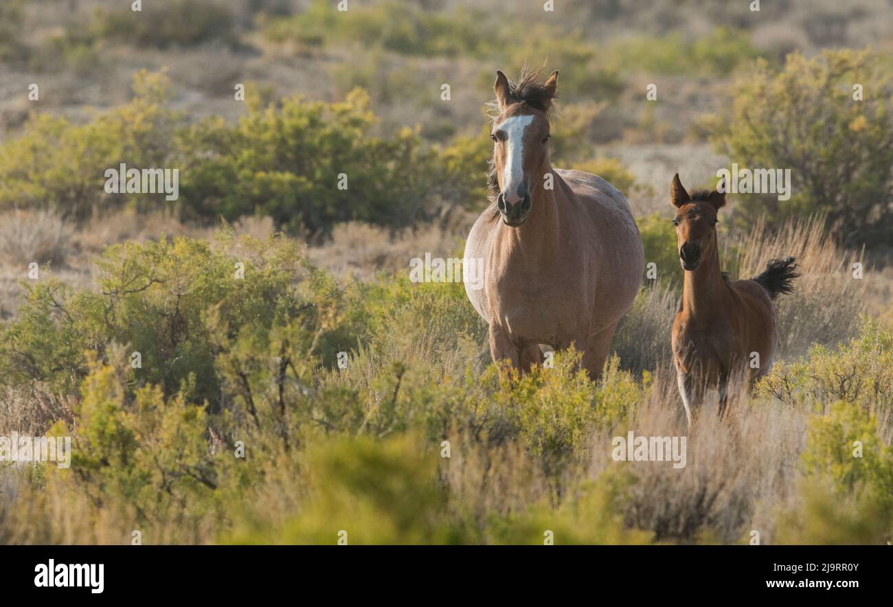 Cavalli selvaggi, mare e il suo giovane nemico Foto Stock