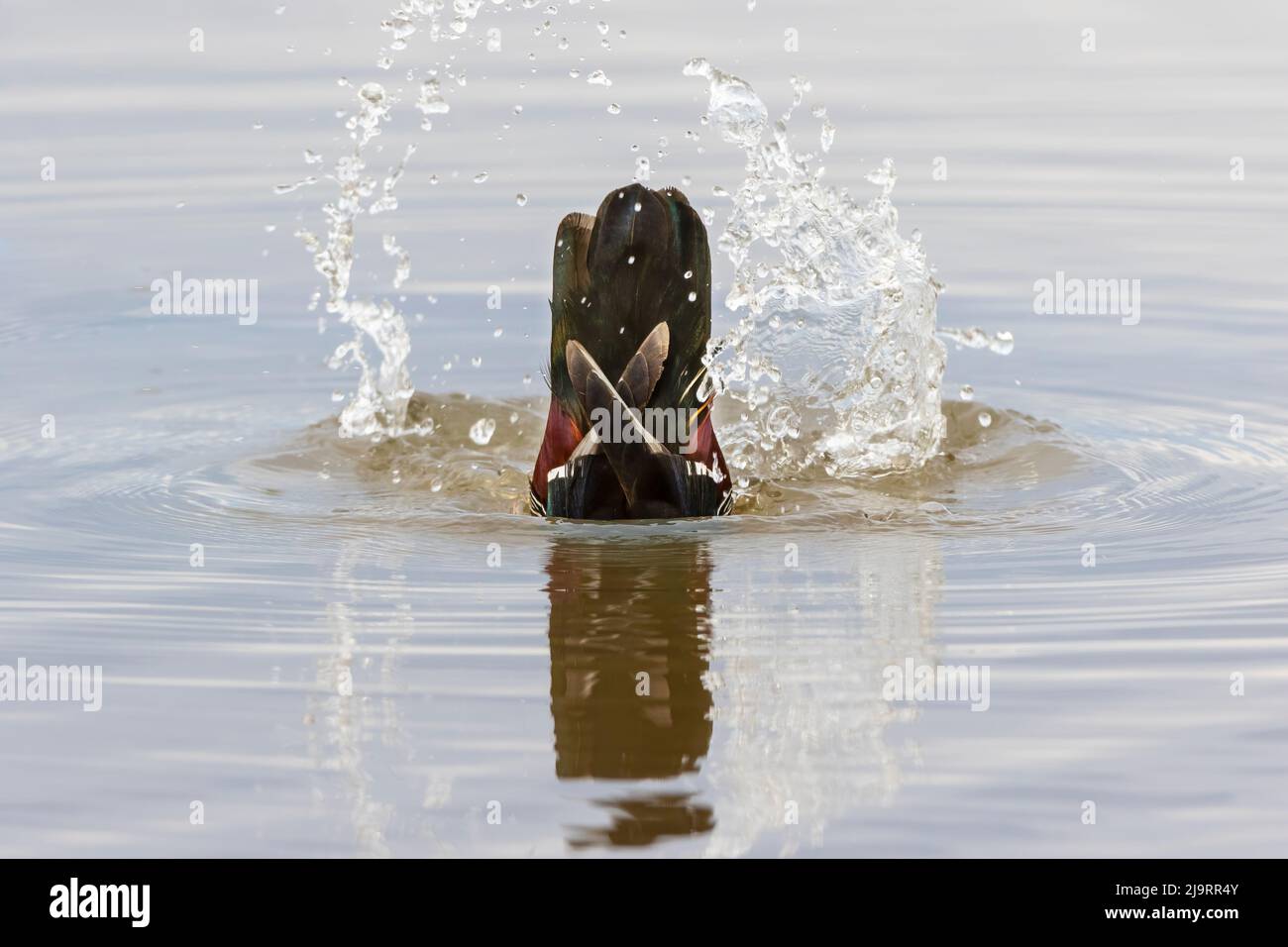 Legno di anatra maschio dabbling in palude, Marion County, Illinois. Foto Stock