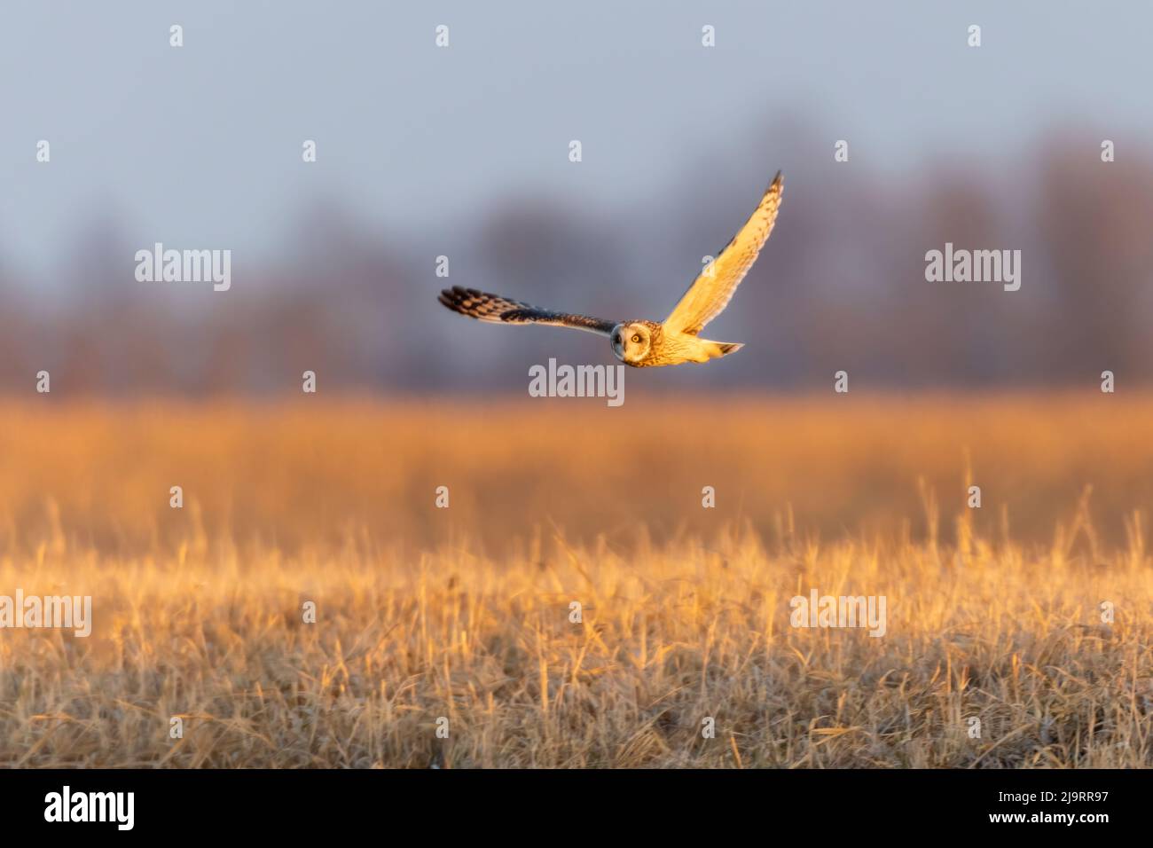 Volo in gufo a prosa corta, Prairie Ridge state Natural Area, Marion County, Illinois. Foto Stock