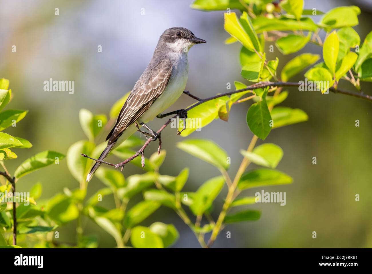 Kingbird orientale, Marion County, Illinois. Foto Stock