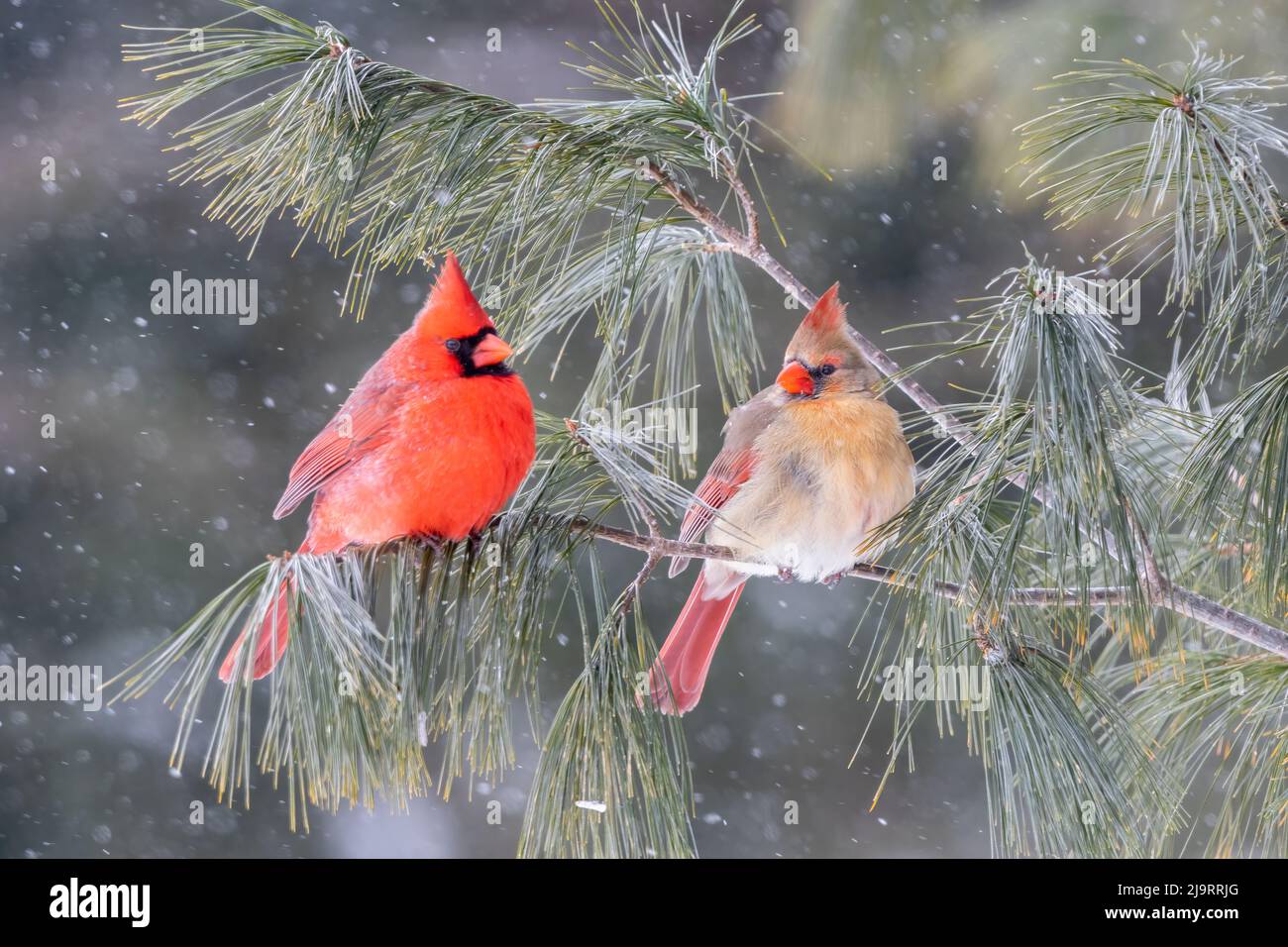 cardinale settentrionale maschio e femmina in pino in inverno, Marion County, Illinois. Foto Stock