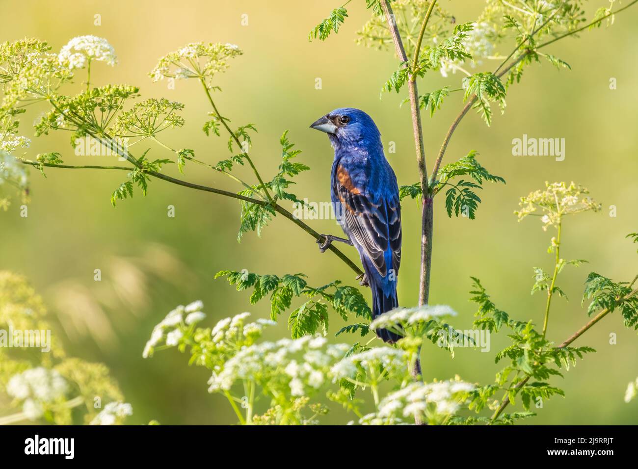 Maschio blu grosbeak arroccato su hemlock veleno, Marion County, Illinois. Foto Stock