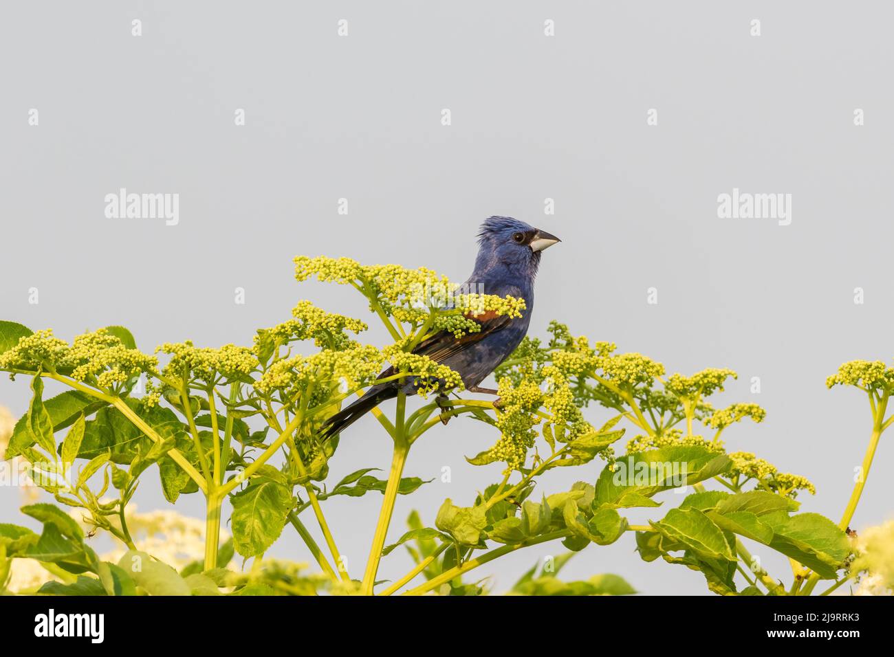 Blue grosbeak maschio su American black sambuco, Marion County, Illinois. Foto Stock