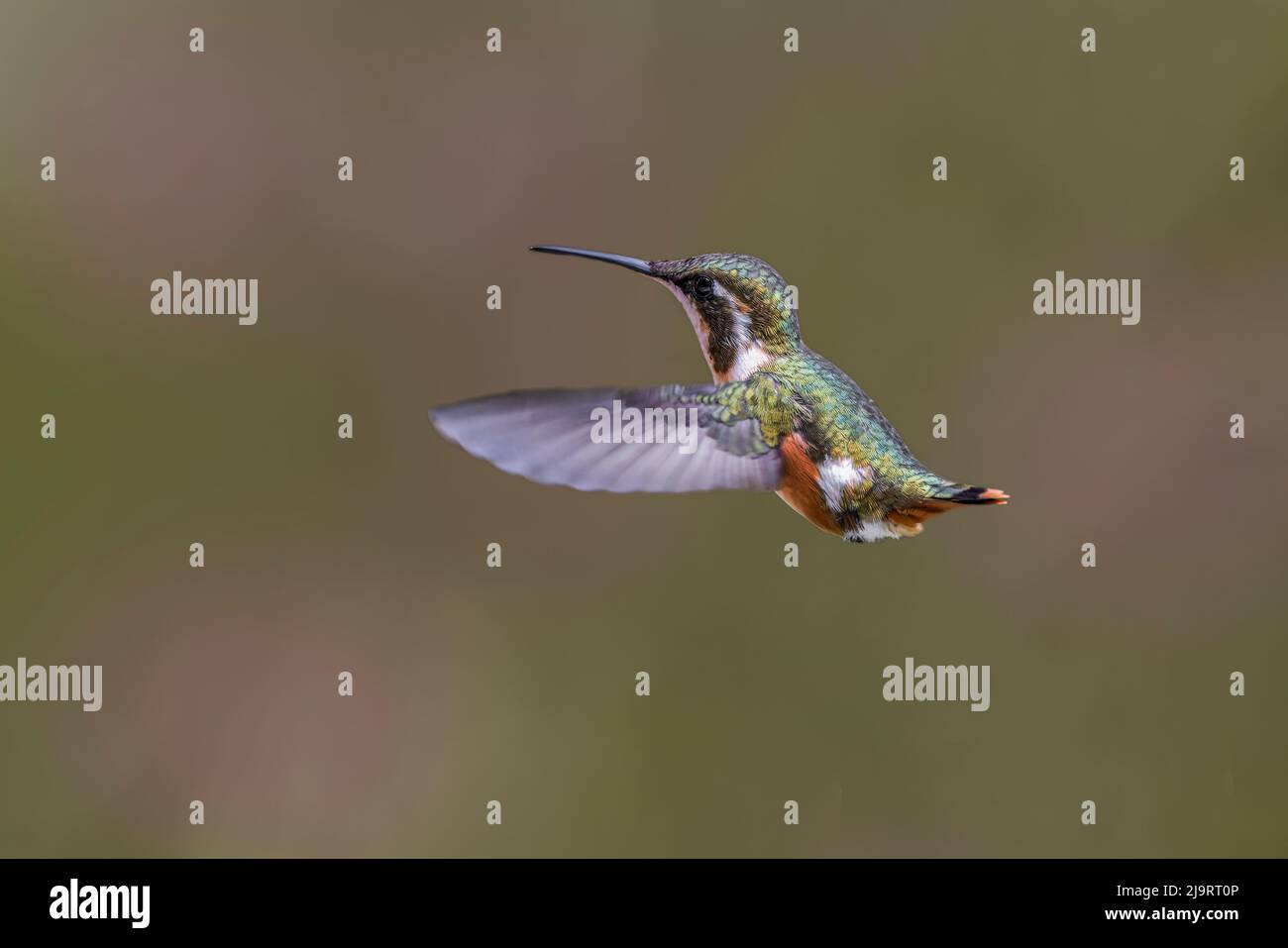 Femmina Purple-Throated Woodstar, Ecuador. Foto Stock