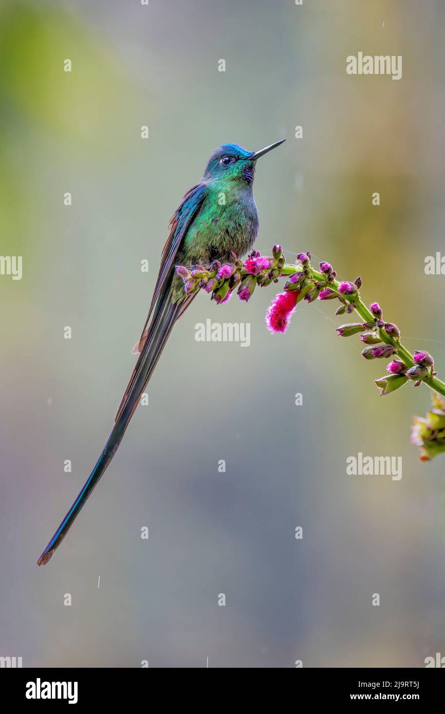 sylph maschio a coda lunga, Ecuador. Foto Stock