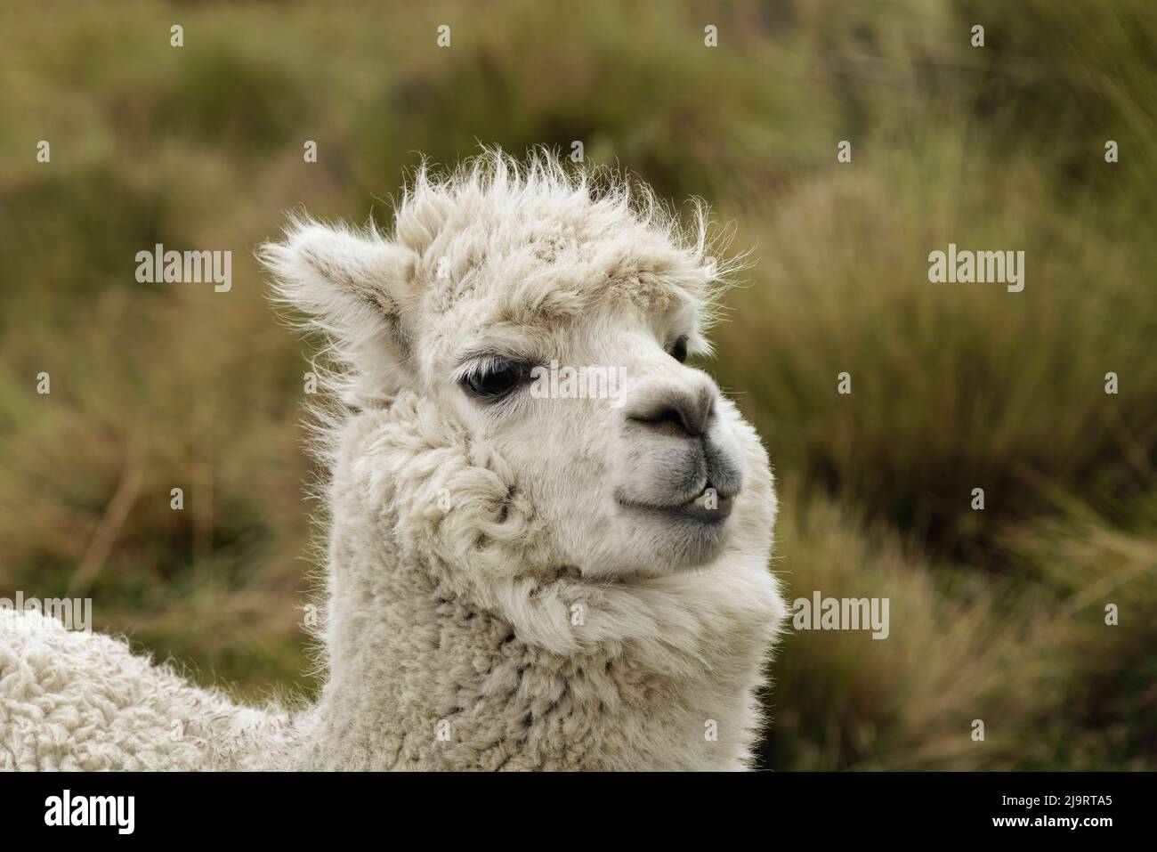 Alpaca, Riserva ecologica Antisana, Ecuador. Foto Stock