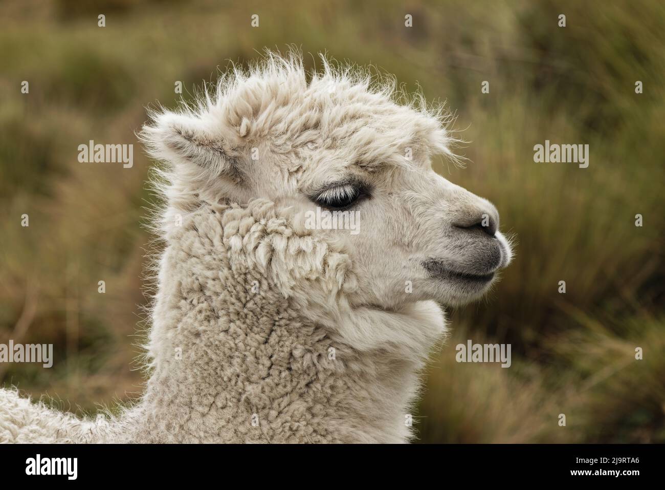 Alpaca, Riserva ecologica Antisana, Ecuador. Foto Stock