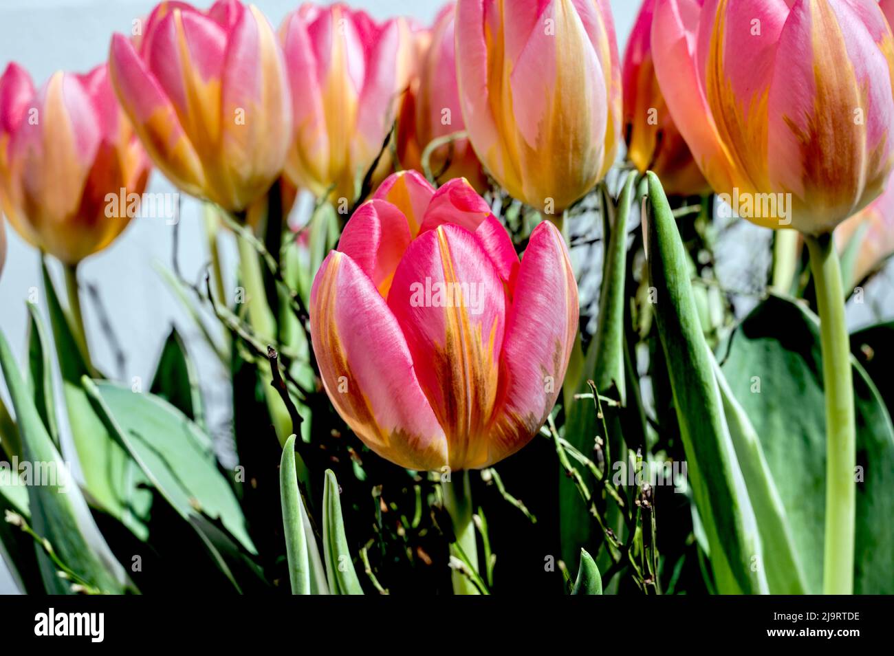 Mazzo colorato di tulipani; Bunter Tulpenstrauß Foto Stock