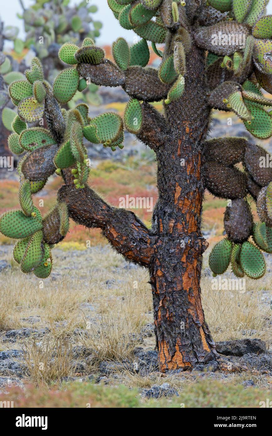 Tappeto erbaccia con Opuntia Prickly pera cactus, South Plaza Island, Galapagos Islands, Ecuador. Foto Stock