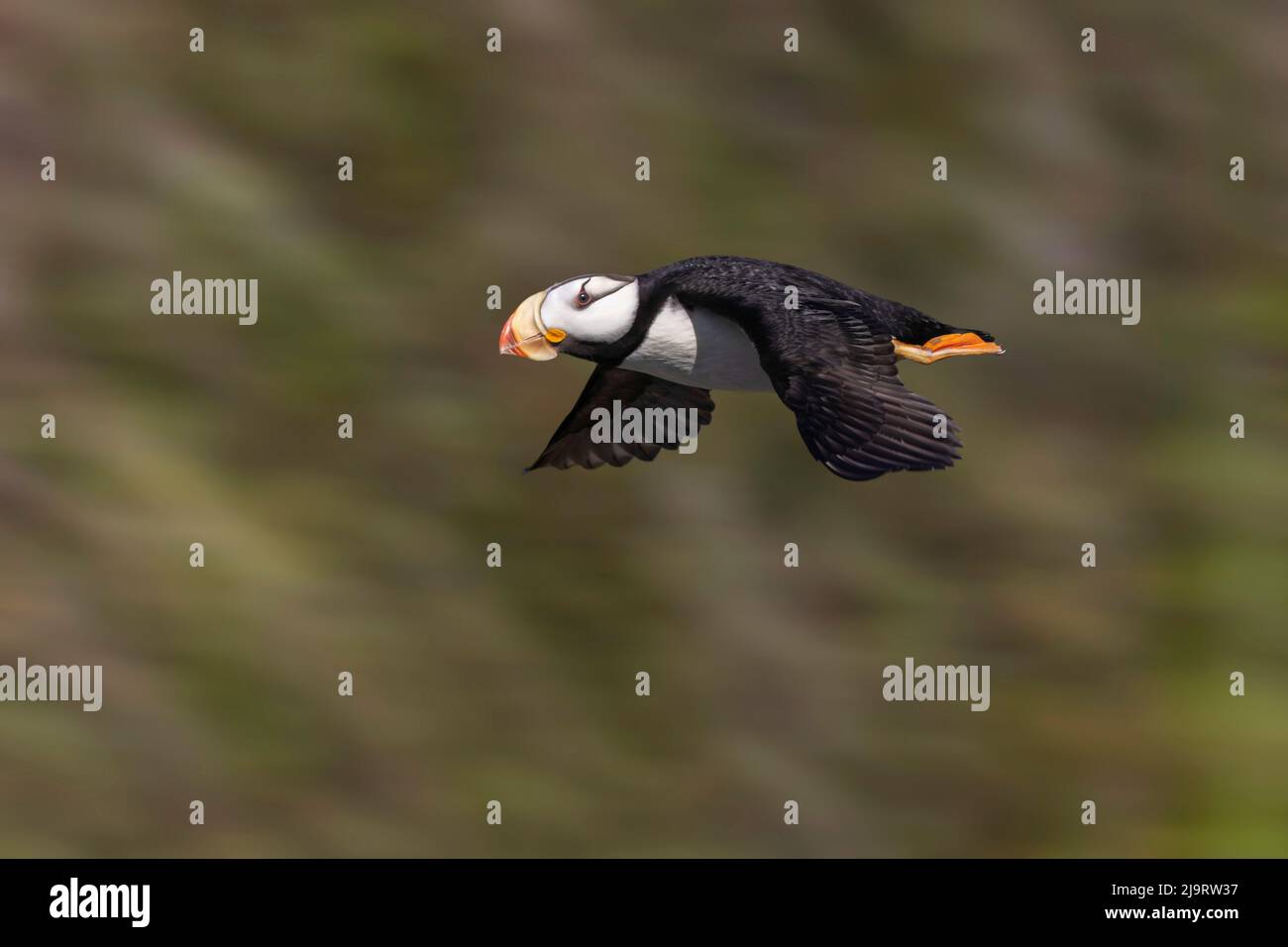Il puffin cornuto, Bird Island, Lake Clark National Park and Preserve, Alaska Foto Stock