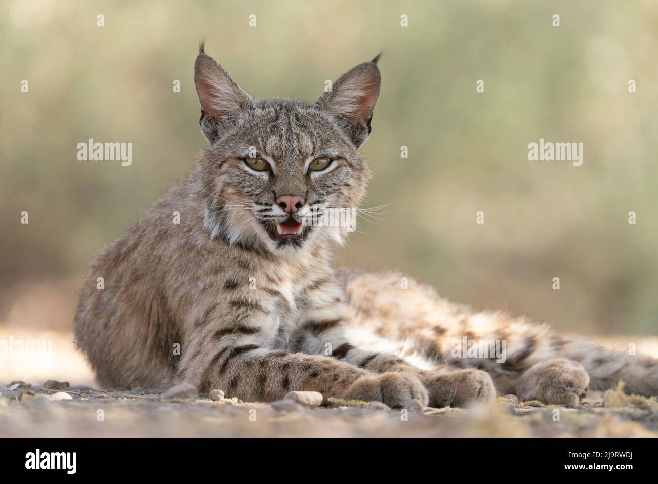 USA, Arizona. Primo piano della bobina femmina di riposo. Foto Stock