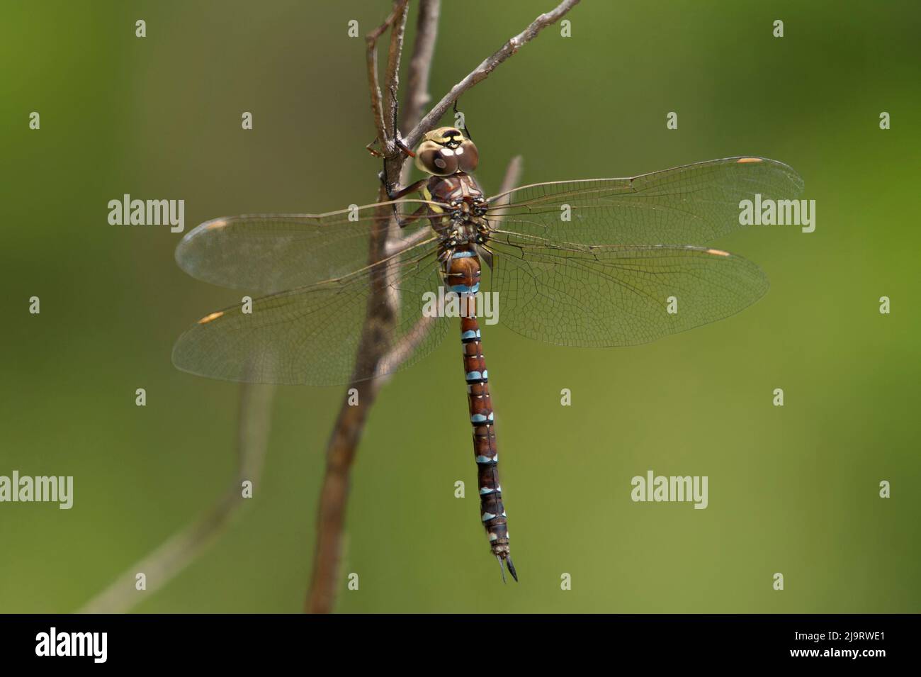 USA, Arizona, Scotia Canyon. Dragonfly maschile persephone's darner sul ramo. Foto Stock