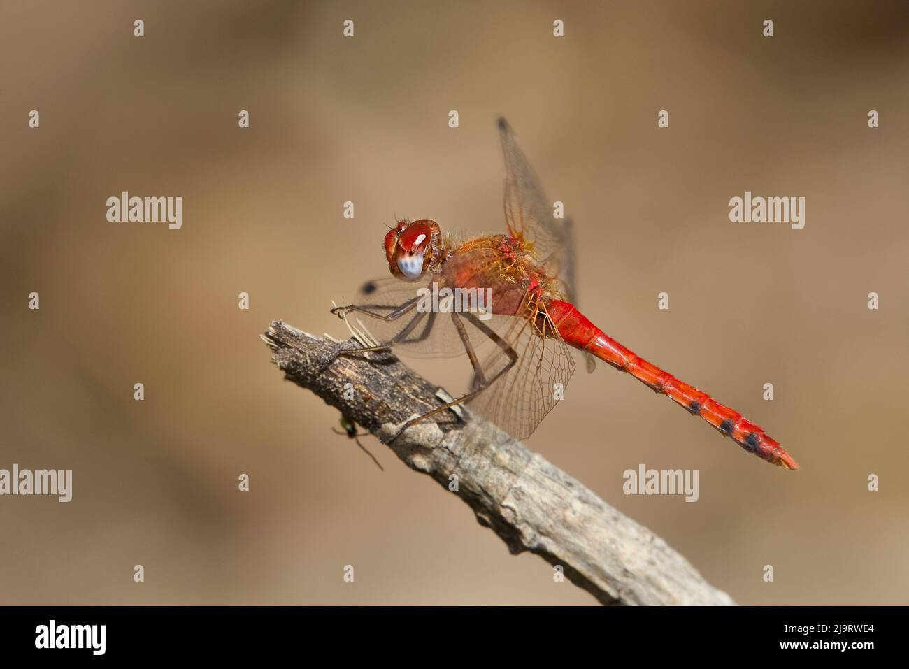USA, Arizona, Tucson. Dragonfly meadowhawk maschio con alare a punti su ramo morto. Foto Stock