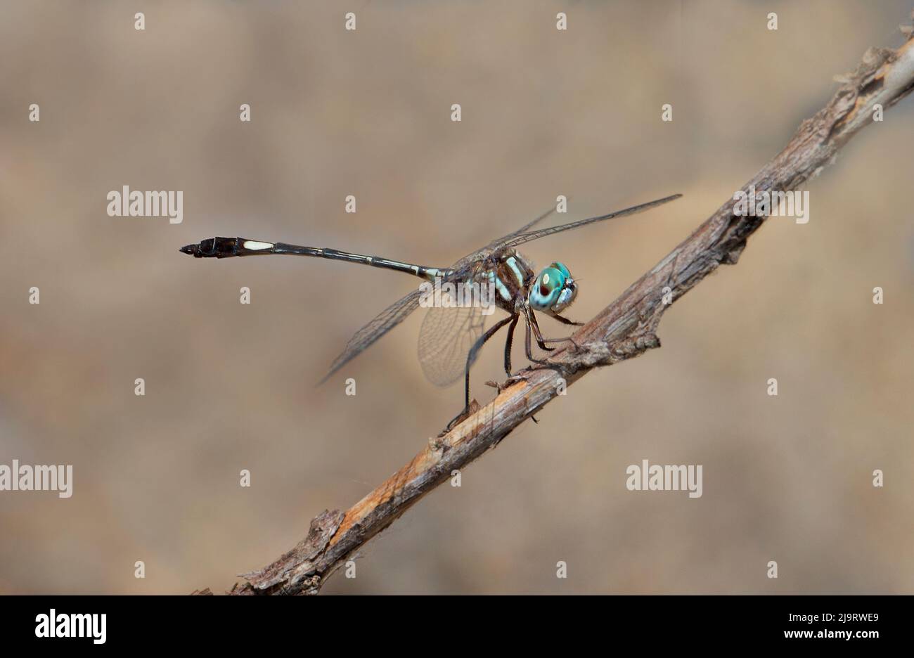 USA, Arizona. Maschio snello randello skimmer libellula sul bastone. Foto Stock