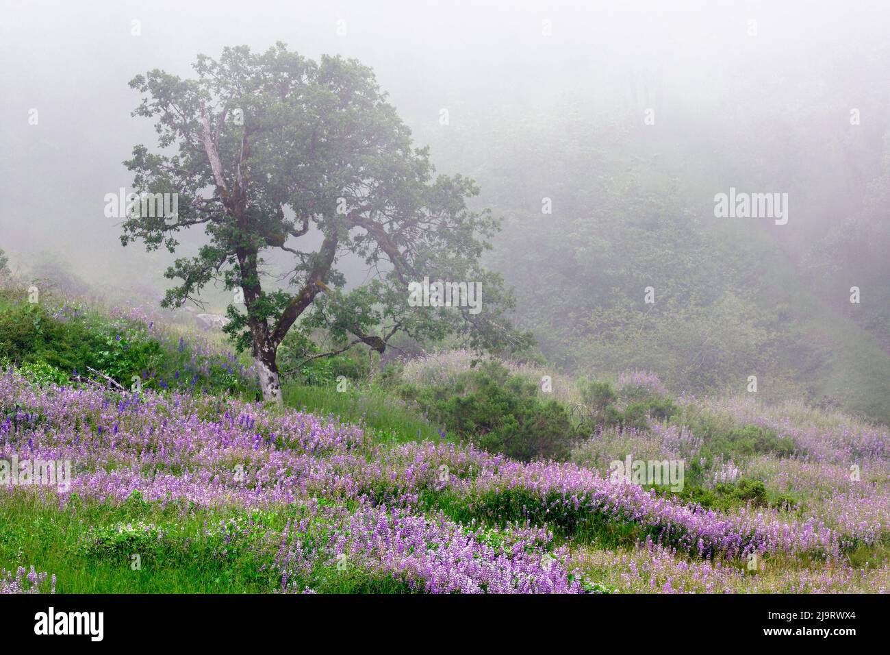 Fiori viola lupino e albero nella nebbia, Bald Hills Road, California Foto Stock