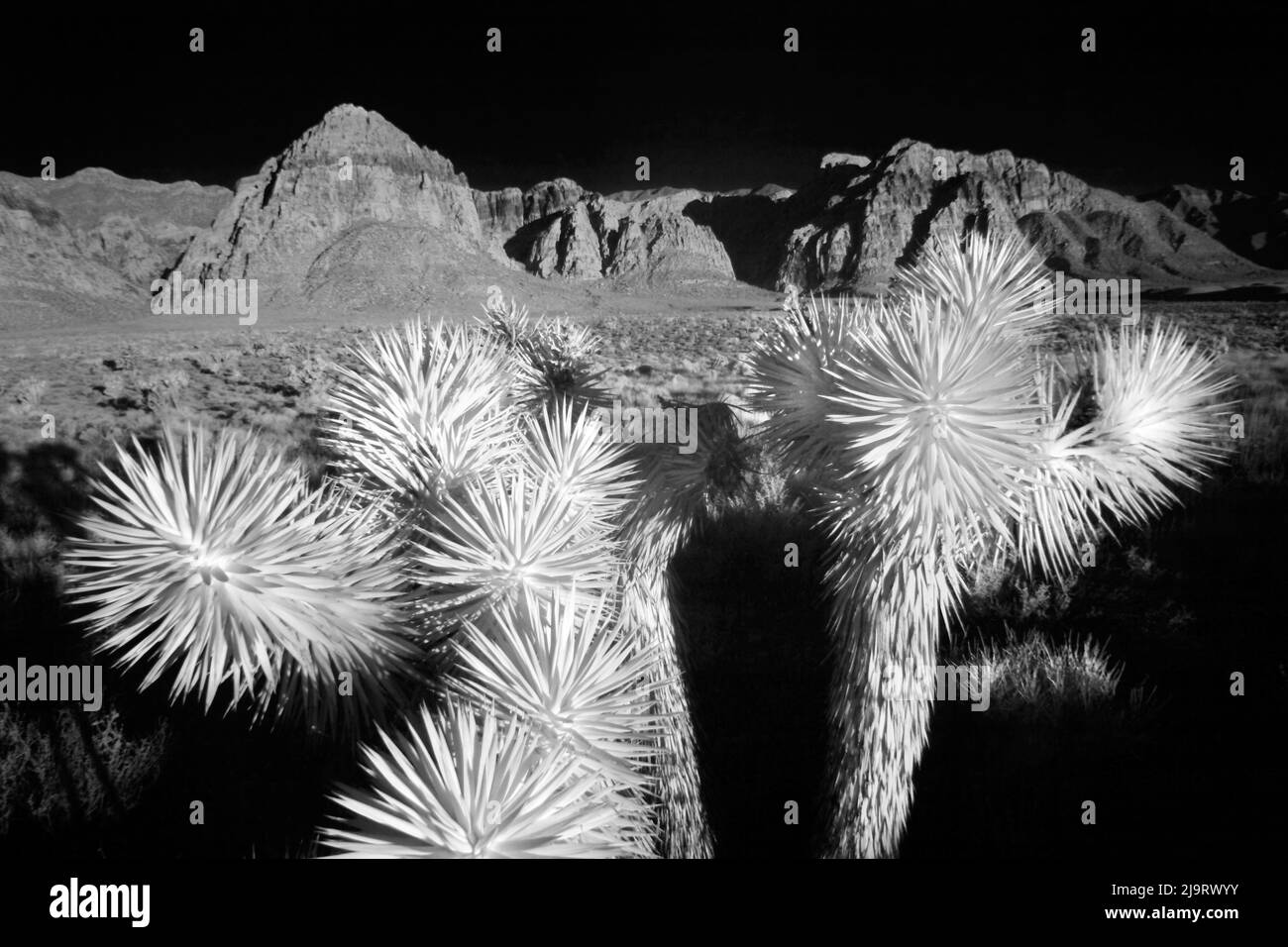 Joshua Tree, deserto del Mojave, California Foto Stock